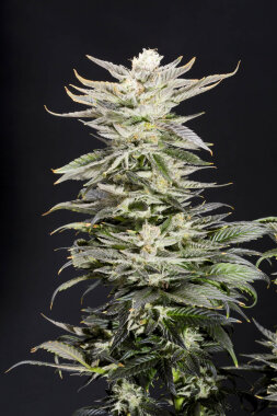 Elev8 Seeds XTC OG - 3 feminisierte Samen