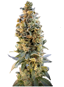 Elev8 Seeds XTC OG - 3 feminisierte Samen