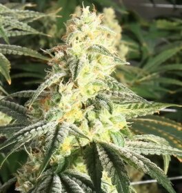 Elev8 Seeds XTC OG - 3 feminisierte Samen