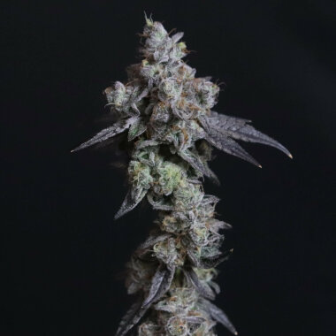 Elev8 Seeds Lady Kush - 3 feminisierte Samen