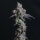 Elev8 Seeds Lady Kush - 3 feminisierte Samen