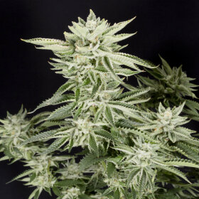 Elev8 Seeds Sherbet S1 - 3 feminisierte Samen