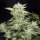 Elev8 Seeds Sherbet S1 - 3 feminisierte Samen