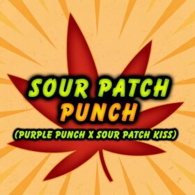 Elev8 Seeds Sour Patch Punch - 3 feminisierte Samen