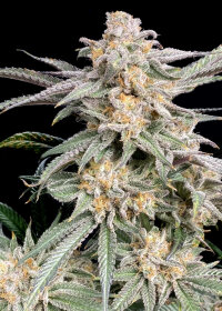 Elev8 Seeds Snoop’s Punch - 3 feminisierte Samen