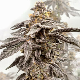 Elev8 Seeds Sour Grape Punch - 3 feminisierte Samen