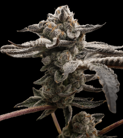 Elev8 Seeds Tangie Candie - 3 feminisierte Samen