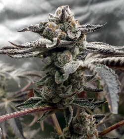 Elev8 Seeds Tangie Candie - 3 feminisierte Samen