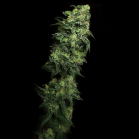 Elev8 Seeds White Serpent - 3 feminisierte Samen