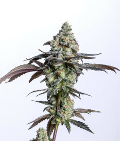 Elev8 Seeds Cherry Cake - 3 feminisierte Samen