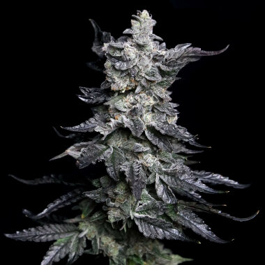 Elev8 Seeds Granny’s Apple Fritter - 3 feminisierte...