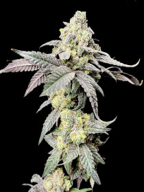 Elev8 Seeds Purple Cherry Ripple - 3 feminisierte Samen