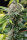 Humboldt Seed Organization Mango Sapphire - 5 feminisierte Samen