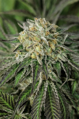 Humboldt Seed Organization Amherst Sour Diesel - 3...