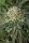 Humboldt Seed Organization Amherst Sour Diesel - 3 feminisierte Samen