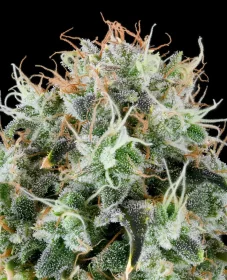 Grounded Genetics Apple Drops - 7 feminisierte Samen