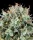 Grounded Genetics Apple Drops - 7 feminisierte Samen