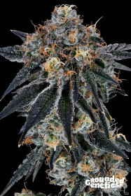 Grounded Genetics Blue Fumez - 7 feminisierte Samen