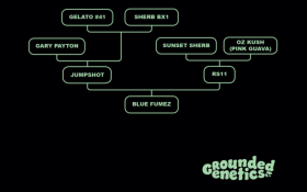 Grounded Genetics Blue Fumez - 7 feminisierte Samen