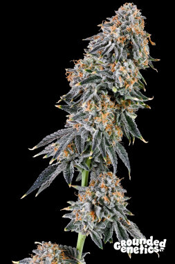 Grounded Genetics Rainbow Fuel - 7 feminisierte Samen