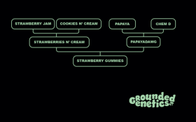 Grounded Genetics Strawberry Gummies - 7 feminisierte Samen