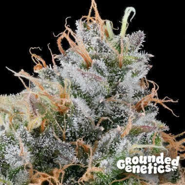 Grounded Genetics Ultraviolet Sherb - 7 feminisierte Samen