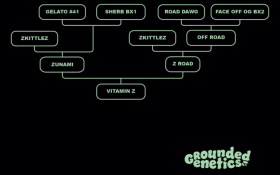 Grounded Genetics Vitamin Z - 7 feminisierte Samen