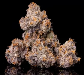 Wizard Trees Genetics Lime Light - 6 feminisierte Samen