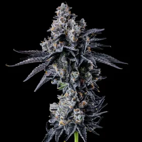 Wizard Trees Genetics Empire 54 - 6 feminisierte Samen