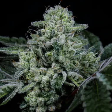 Wizard Trees Genetics Side Piece - 6 feminisierte Samen