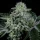 Wizard Trees Genetics Side Piece - 6 feminisierte Samen