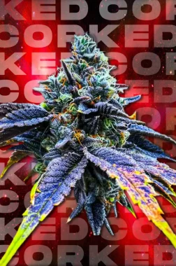 Wizard Trees Genetics Corked - 6 feminisierte Samen