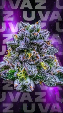 Wizard Trees Genetics Uvaz - 6 feminisierte Samen