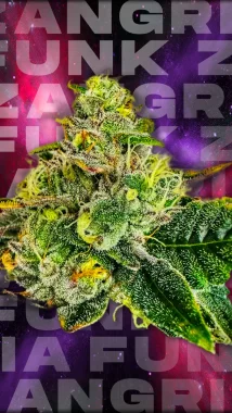 Wizard Trees Genetics Zangria Funk - 6 feminisierte Samen