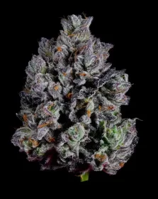 Wizard Trees Genetics Zangria S1 - 6 feminisierte Samen