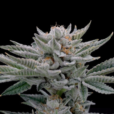 Nine Weeks Harvest Ambrosia - 6 feminisierte Samen