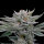 Nine Weeks Harvest Ambrosia - 6 feminisierte Samen