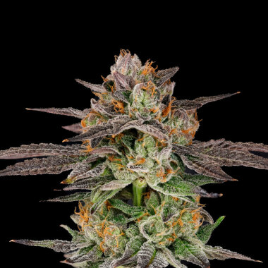 Nine Weeks Harvest Candyqueso - 6 feminisierte Samen