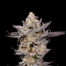 Nine Weeks Harvest Dirty Girl - 6 feminisierte Samen