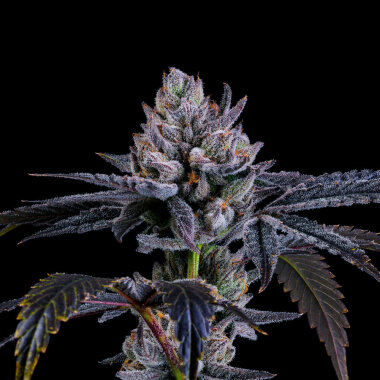 Nine Weeks Harvest Mylar Magic - 6 feminisierte Samen