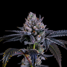 Nine Weeks Harvest Mylar Magic - 6 feminisierte Samen