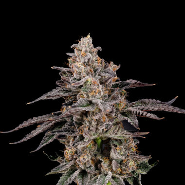 Nine Weeks Harvest Franklinz - 6 feminisierte Samen