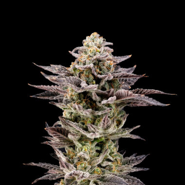 Nine Weeks Harvest Hot Wheelz - 6 feminisierte Samen