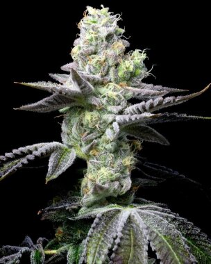 Cookies Seed Bank Wet Wet - 3 feminisierte Samen