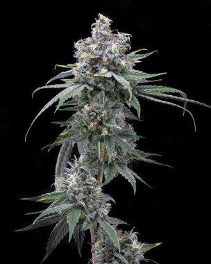 Cookies Seed Bank Pie Piss - 3 feminisierte Samen