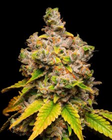 Cookies Seed Bank Lemon Cherry Sherb - 3 feminisierte Samen