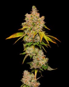 Cookies Seed Bank Lemon Cherry Sherb - 3 feminisierte Samen