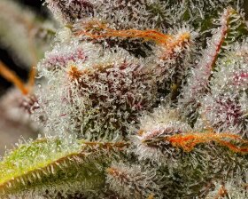 Cookies Seed Bank Lemon Cherry Sherb - 3 feminisierte Samen