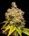 Cookies Seed Bank Lemon Cherry Sherb - 3 feminisierte Samen