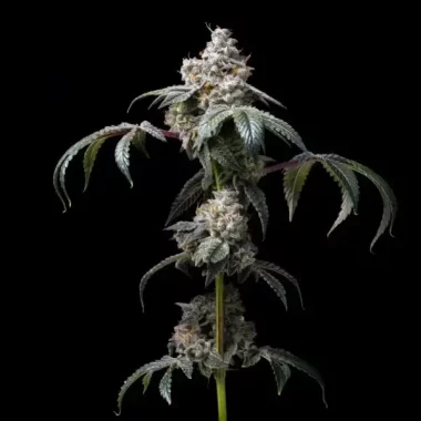 Cookies Seed Bank Dirty Diana - 3 feminisierte Samen